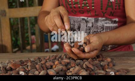Puerto Quito, Pichincha / Ecuador - Agosto 17 2017: Le mani della donna che selezionano i fagioli cacao. La separazione dei semi di cacao è una parte del processo per la preparazione di ar Foto Stock