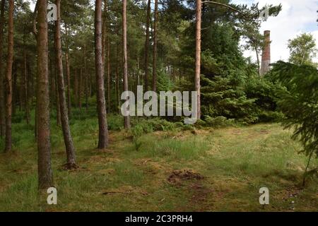 Smitham Chimney, East Harptree Woods, Somerset, Regno Unito Foto Stock