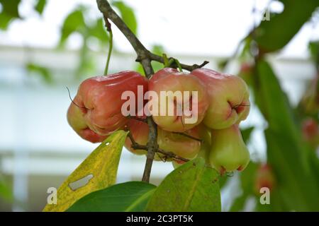 Gruppi di semi mature di cera mela sull'albero in estate Foto Stock
