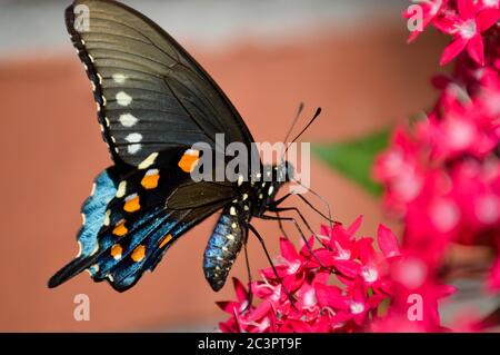 coda di rondine pipeline (battus filenor) su fiori rosa pentas Foto Stock