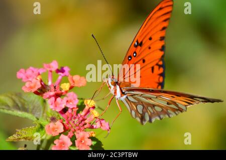 farfalla di fritillary del golfo su fiori di lantana Foto Stock