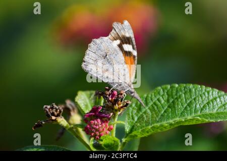 farfalla annodata (libytheana carinenta) Foto Stock