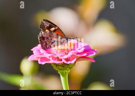 farfalla annodata (libytheana carinenta) Foto Stock