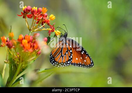 Queen farfalla nectaring su fiori tropicali di mungitura Foto Stock