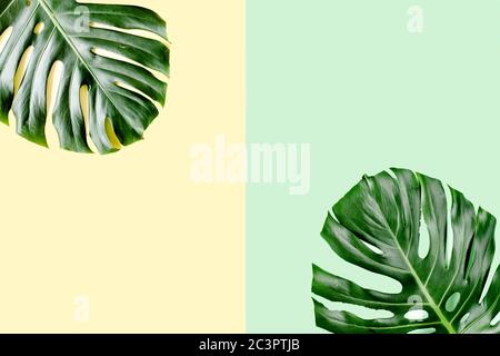 Palme tropicali foglie Monstera su sfondo colorato. Disposizione piatta, vista dall'alto, concetto estivo minimo. Foto Stock