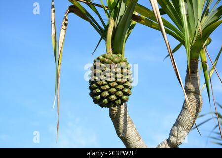 Il frutto di Pandanus tectorius sull'albero in giornata di sole Foto Stock