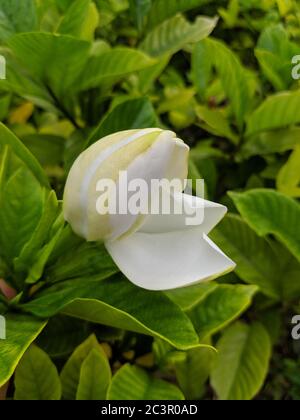 gardenia bianco gemma pronto a fiorire Foto Stock