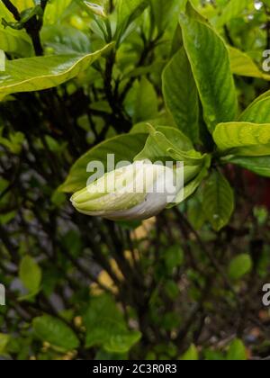 Gocce di pioggia e piccoli insetti sul gemma gardenia Foto Stock