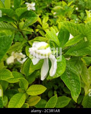 gardenia bianco gemma con colore verde sui petali dopo la pioggia Foto Stock