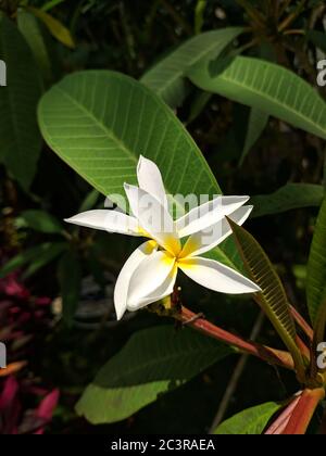 fiori bianchi d'uovo fioriscono con lunghi petali in estate soleggiata Foto Stock