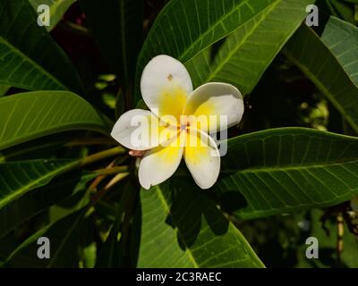 Fiori bianchi d'uovo fioriscono con petali rotondi in estate soleggiata Foto Stock