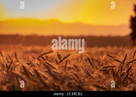 Bel campo di grano con interessanti texture - ottimo per uno sfondo a tema naturalistico Foto Stock