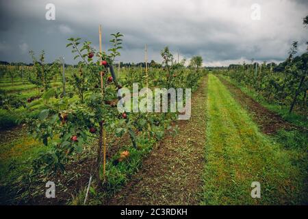 Vista di un frutteto di mele con frutta matura sotto a. cielo nuvoloso Foto Stock