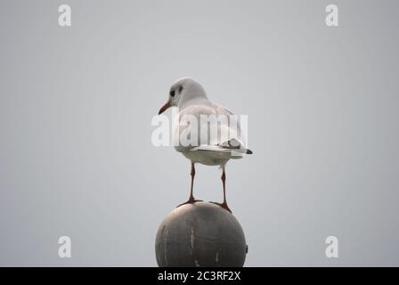 Primo piano di un gabbiano in piedi su una pietra rotonda statua su sfondo grigio Foto Stock