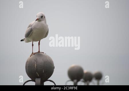 Primo piano di un gabbiano in piedi sul tondo di pietra statua su sfondo grigio Foto Stock