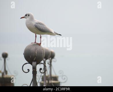 Primo piano di un gabbiano in piedi sul tondo di pietra statua su sfondo grigio Foto Stock