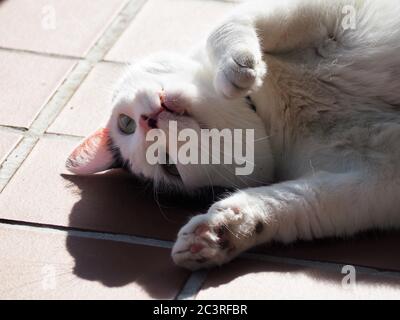 Un gatto bianco giocoso con marcature nere che si stendano al sole e giocano con la sua ombra. Foto Stock