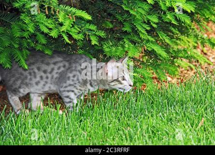 F4 Gray puntato Serval Savannah domestico Kitten Foto Stock