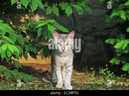 F4 Gray puntato Serval Savannah domestico Kitten Foto Stock