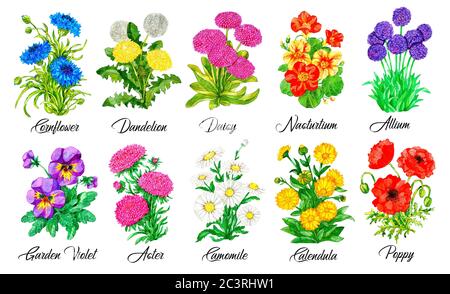 Disegno insieme di Cornflower, Daisy, Nasturzio, Pansy, Aster, Chamomile e fiori di othe isolato su bianco Watercolor illustrazione botanica con floreale e. Foto Stock