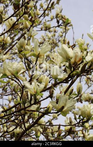 Immagine verticale di fiori bianchi magnolia Foto Stock