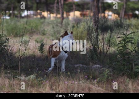 Carino cane gallese marrone e bianco in una foresta Foto Stock