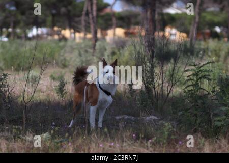 Carino cane gallese marrone e bianco in una foresta Foto Stock