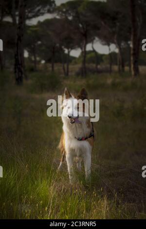 Carino cane gallese marrone e bianco in una foresta Foto Stock