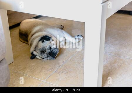 Carino pug beige giacente sul pavimento sotto il tavolo Foto Stock