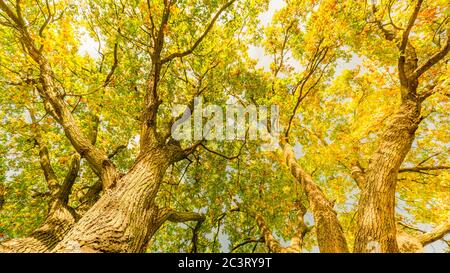 Alberi d'autunno. Vista panoramica bassa angolazione stagionale in autunno. Incredibile luce del sole e tronco di albero con foglie di arancio giallo Foto Stock