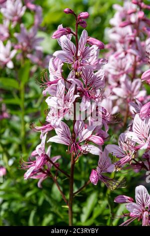 Fiori viola pallido di Dittamnus albus (noto anche come bush ardente, dittany, impianto a gas, e fraxinella) Foto Stock