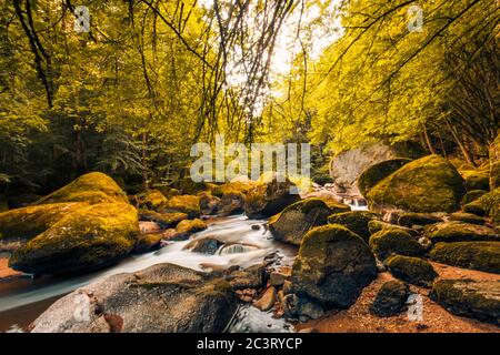 Foresta autunnale, rocce ricoperte di muschio, foglie caduti. Fiume di montagna con cascate in autunno. Colori autunnali, paesaggio naturale tranquillo Foto Stock