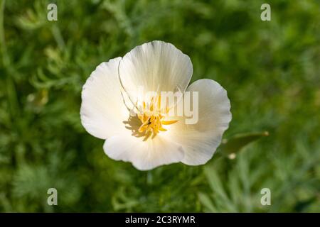 Fiore giallo pallido di Eschscholzia californica, il papavero californiano, papavero dorato, luce solare californiana o tazza d'oro Foto Stock