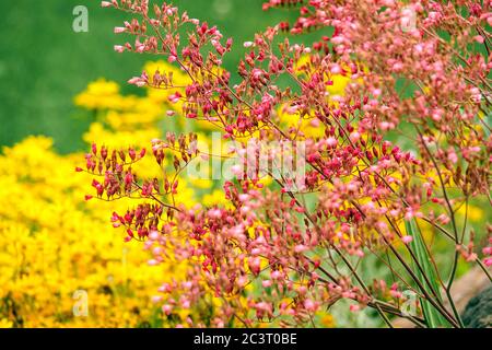 Fiori da giardino giallo rosa fiore di Heuchera fiore rosa fiore di Heuchera giugno Hardy perenne estate Heucheras Campane di Corallo Alumroot Coralbells Foto Stock