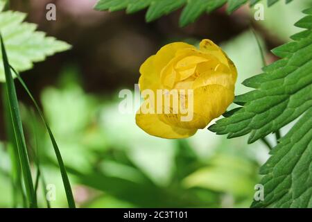 Testa di fiore di Globeflower europeo (Trollius europaeus). Fiore giallo prato con sfondo sfocato. Sfondo estivo. Foto Stock