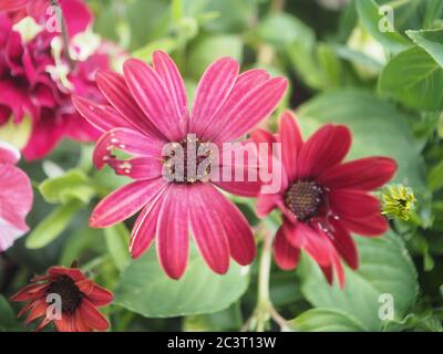 Gruppo di fiori di Osteospermum magenta, completamente aperti Foto Stock