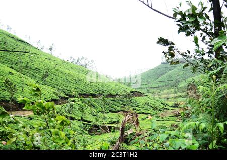 Giardino del tè verde sulla collina a Kerala in India Foto Stock