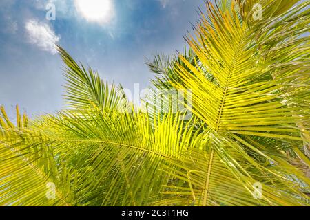 Palme da cocco con cielo blu, splendido sfondo tropicale. Esotico modello naturale, foglie di palma verdi contro il cielo blu. Vista spettacolare sulla spiaggia tropicale Foto Stock