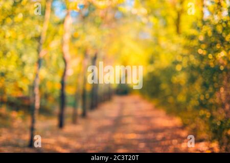 Autunno sfondo arancione sfocato. Bokeh autunno sfondo parco, sogno tranquillo bokeh colori autunno Foto Stock