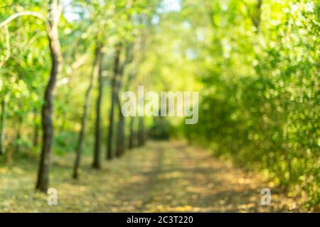 Sfocate in uno sfondo naturale e chiaro nel parco. Parco sfocato con luce bokeh, sfondo naturale Foto Stock