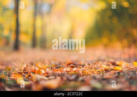 Autunno sfondo arancione sfocato. Bokeh autunno sfondo parco, sogno tranquillo bokeh colori autunno Foto Stock