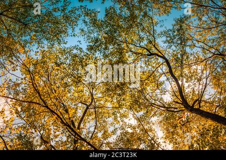 Alberi con foglie colorate d'autunno sui rami e cielo blu. Caduta foglie autunnali nel giardino con spazio di copia per il testo, sfondo naturale Foto Stock