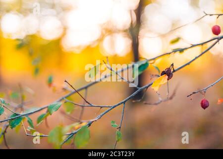 Falco maturo o Crataegus monogyna in autunno, primo piano. Frutti rossi autunnali, vista panoramica Foto Stock