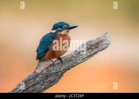 Kingfisher appollaiato su un livello di grigio nebbia sullo sfondo di diramazione Foto Stock