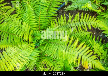Tessuto verde foglia di felce. Sfondo di tessitura delle foglie. Molto dettagliato e naturale, lussureggiante, verde felci sfondo Foto Stock