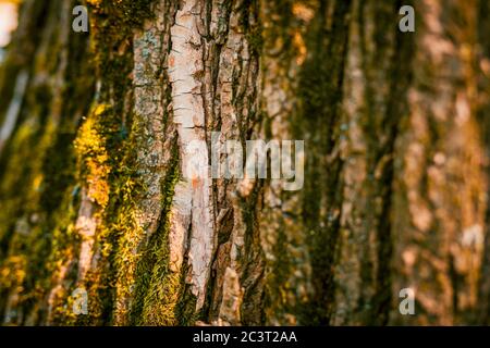 Abbaio asciutto struttura e sfondo, concetto di natura. Corteccia di albero come sfondo con spazio di copia Foto Stock