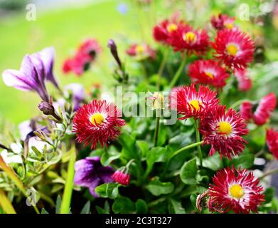 Perennis bellis ornamentali viola daisies in giardino. Foto Stock