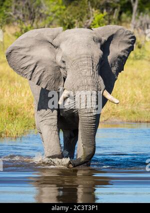 Ritratto verticale di un elefante adulto che attraversa un fiume in una giornata di sole nel delta del Khwai Okavango Botswana Foto Stock