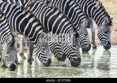 Una mandria di zebra assetata in piedi in acqua e bere da una diga nel Kruger Park Sud Africa Foto Stock