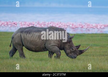 Un adulto che cammina con il lago Nakuru e i fenicotteri rosa sullo sfondo del Kenya Foto Stock